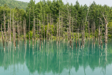 Blue Pond in national park taken during summer. Biei, Japan.