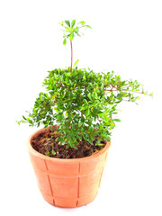 plant in terracotta pot isolated on white background