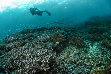 Divers, coral reef, anemone in Ambon, Maluku underwater