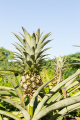 Pineapple tree