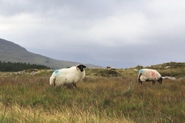 Fototapeta premium Herd of white sheep with black head.