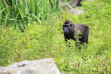 Sulawesi crested macaque.
