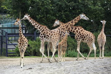 Herd of giraffes with cub.