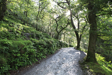 Footpath in relict forest after the rain.