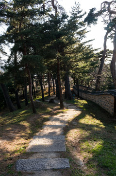 Seongyojang forest area with pine trees and the wall.