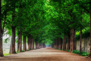 Damyang Metasequoia Road in South Korea.