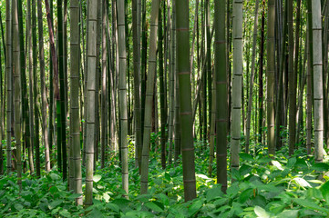 Bamboo forest in Damyang, South Korea taken during summer.
