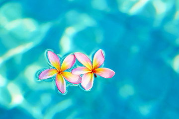 Frangipani flowers floating in blue water