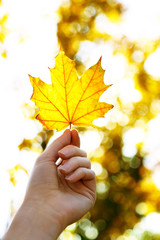 Hand holding autumnal maple leaf with sunlight
