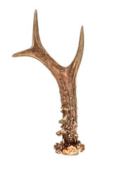 Roe deer horn isolated