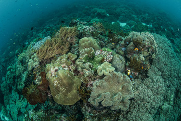 Mushroom leather coral, coral reef in Ambon, Maluku underwater