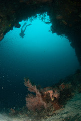 Fototapeta na wymiar Diver, sea fan in Ambon, Maluku, Indonesia underwater