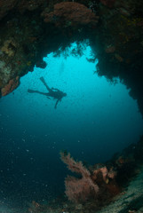 Diver, sea fan in Ambon, Maluku, Indonesia underwater