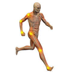 3D human man anatomy with articular pain