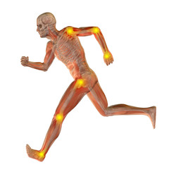 3D human man anatomy with articular pain