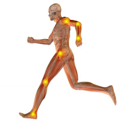 3D human man anatomy with articular pain