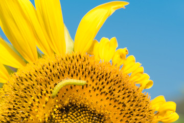 Naklejka premium Close-up caterpillar on sunflowers