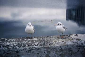 Two gulls