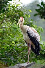 Yellow-billed stork