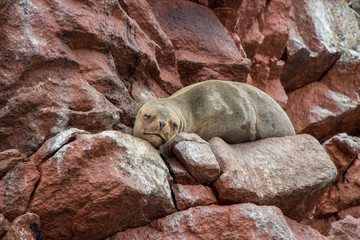 Sea lion at Ballestas Islands, Peru
