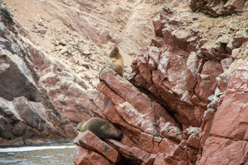 Sea lions at Ballestas Islands, Paracas, Peru