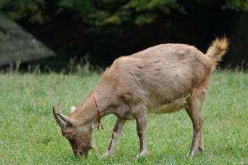 Goat in meadow.