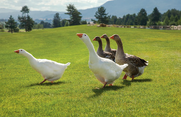 geese attack