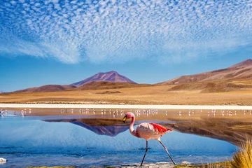 Foto op Canvas Lagune flamingo Bolivia © mezzotint_fotolia