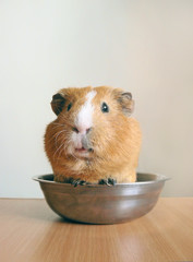 Home funny cavy sits bowl