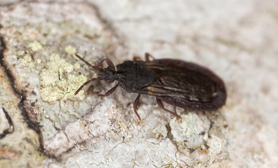 Flat bug, Aneurus avenius on wood