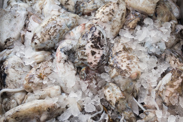 Fresh cuttlefish for sale on Greek island Kalymnos