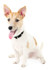Funny little dog Jack Russell terrier, isolated on white