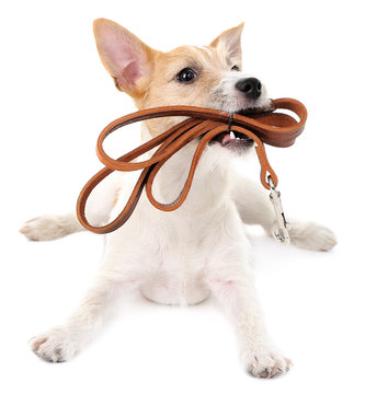 Funny little dog Jack Russell terrier with leather leash,