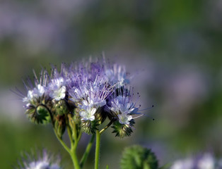 purple wildflowers