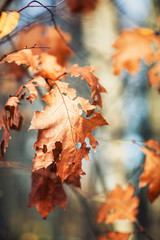 Fototapeta premium Dry oak leaves