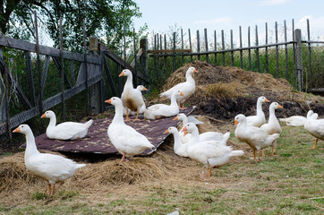 white gooses