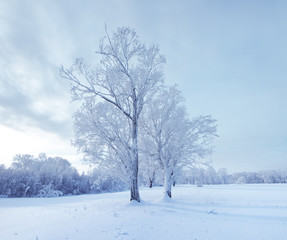 Fototapeta na wymiar Winter landscape. Cold winter evening
