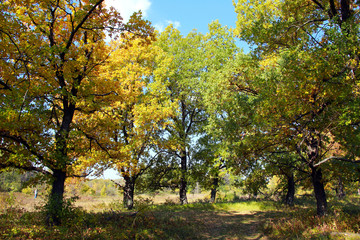 Obraz premium Autumn in the oak grove