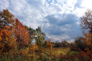 Fototapeta premium golden autumn