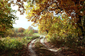 dirt road in an oak grov