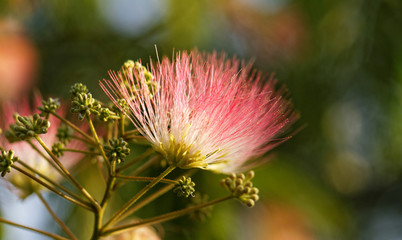 Flowers of acacia