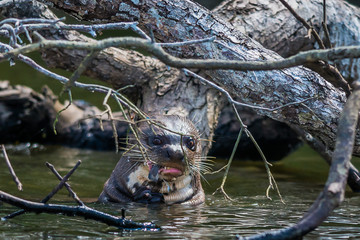 Giant otter eating in the peruvian Amazon jungle at Madre de Dio
