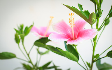 Macro of China Rose flower, hibiscus flowers