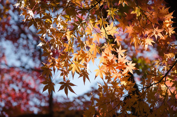 beautiful Autumn Leaves