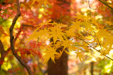 Beautiful Autumn Leaves
