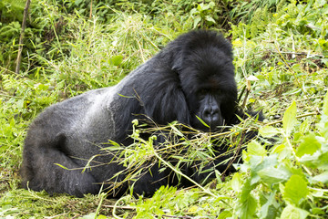 gorilla © wlablack