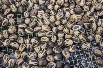 Muskatnüsse liegen auf einem Gitter zum Trocknen aus