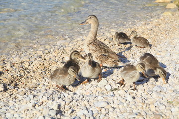 ducks lake beach
