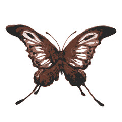 Fototapeta premium butterfly302