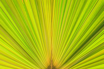 Texture of green palm leaf background